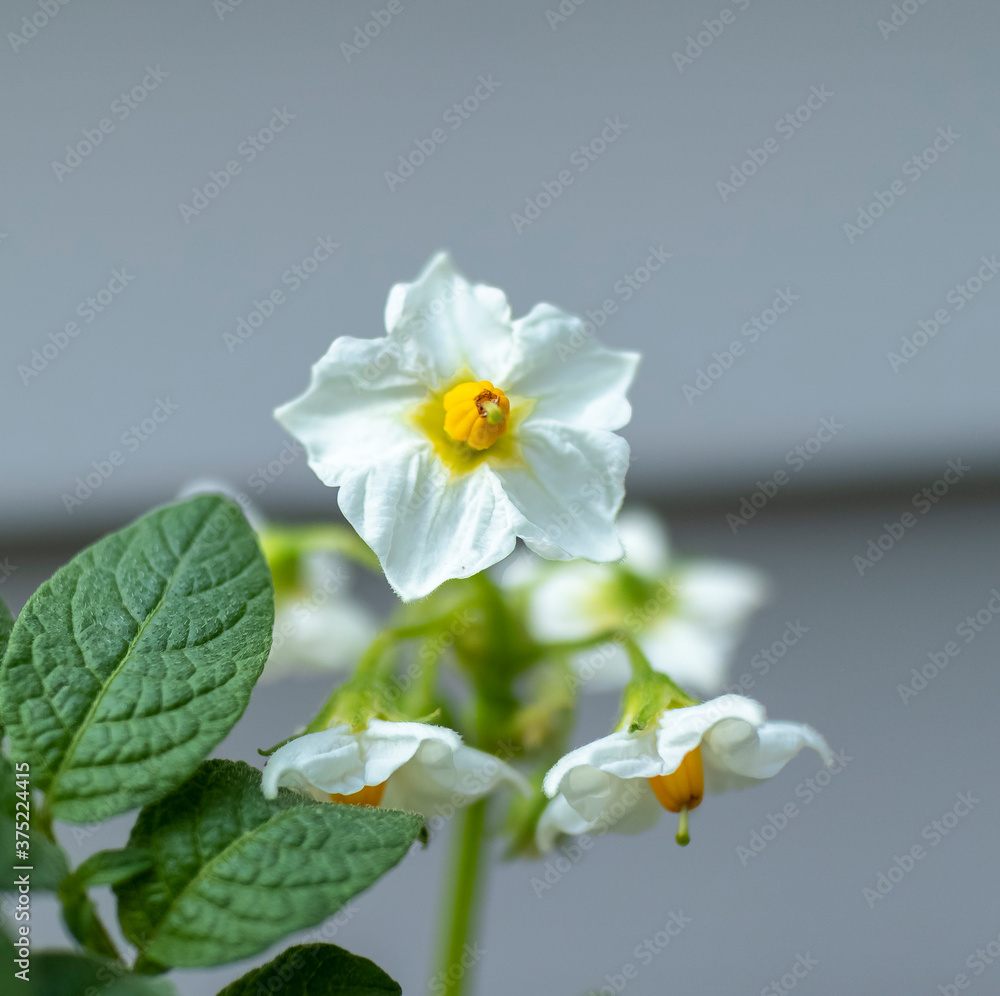Obraz premium Potato Plant Flower