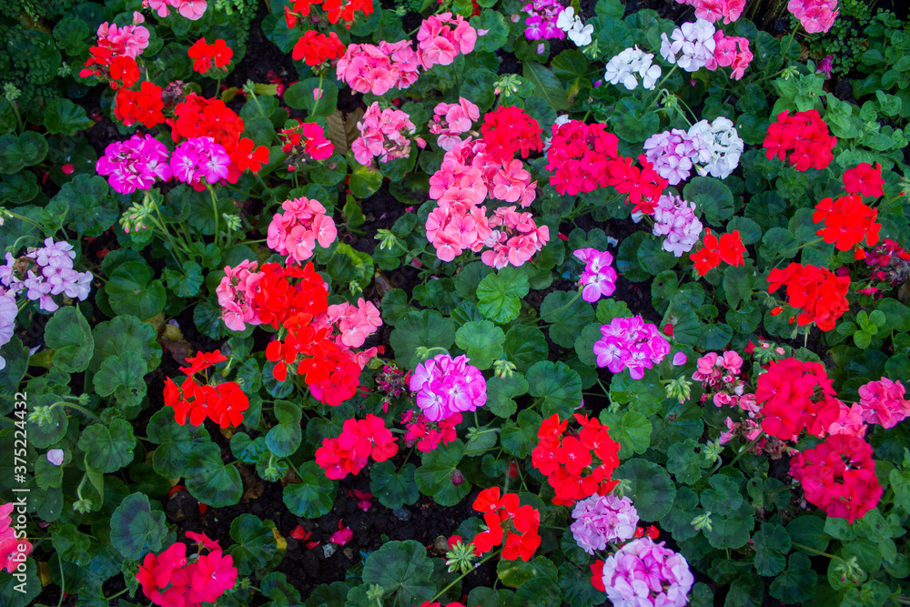 Naklejka premium Blooming flowers background in the garden