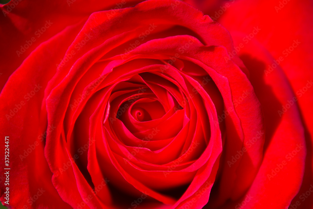 Beautiful close up of red rose flower background and texture for love or valentine day Beautiful close up of red rose flower background and texture for love or valentine day