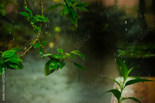 A Splash of Rain