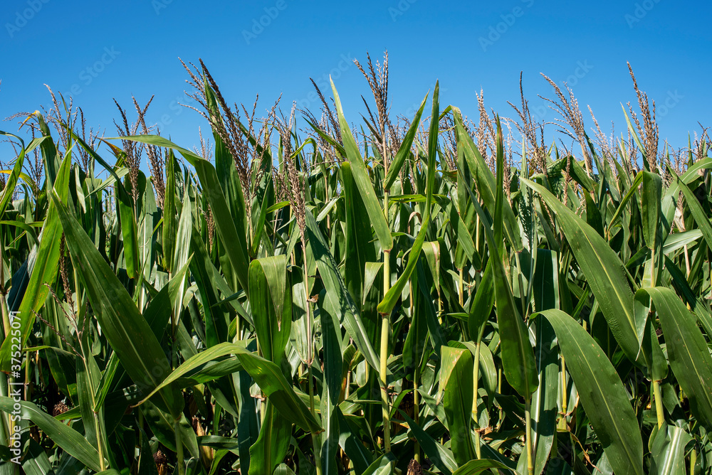 Closeup corn stalks in farm field, ears of corn, tassels, leaves, blue sky background, sunny day Closeup corn stalks in farm field, ears of corn, tassels, leaves, blue sky background, sunny day