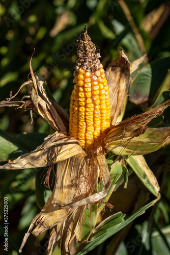 Closeup fresh yellow corn on the cob on stalk, husks, leaves, in single ear of corn, kernels