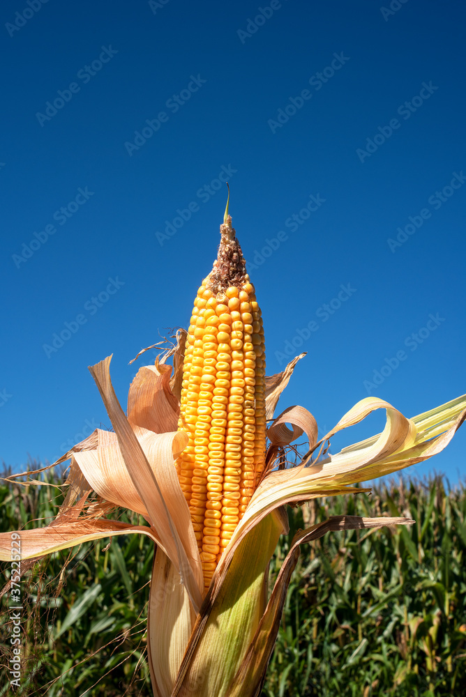 Closeup fresh yellow corn on the cob on stalk, husks, tassels, leaves