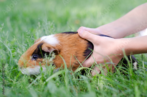 Child grabs his pet guinea pig photo