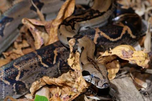 Boa constrictor flicking forked tongue on leaf litter in tropical jungle of Costa Rica