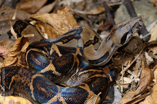 Coiled boa constrictor on leaf litter in tropical jungle of Costa Rica