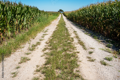 Dirt road in rural country between two fields of corn, travel, drive, driving, alone, isolated, lonely, desolate, single lane © Jon