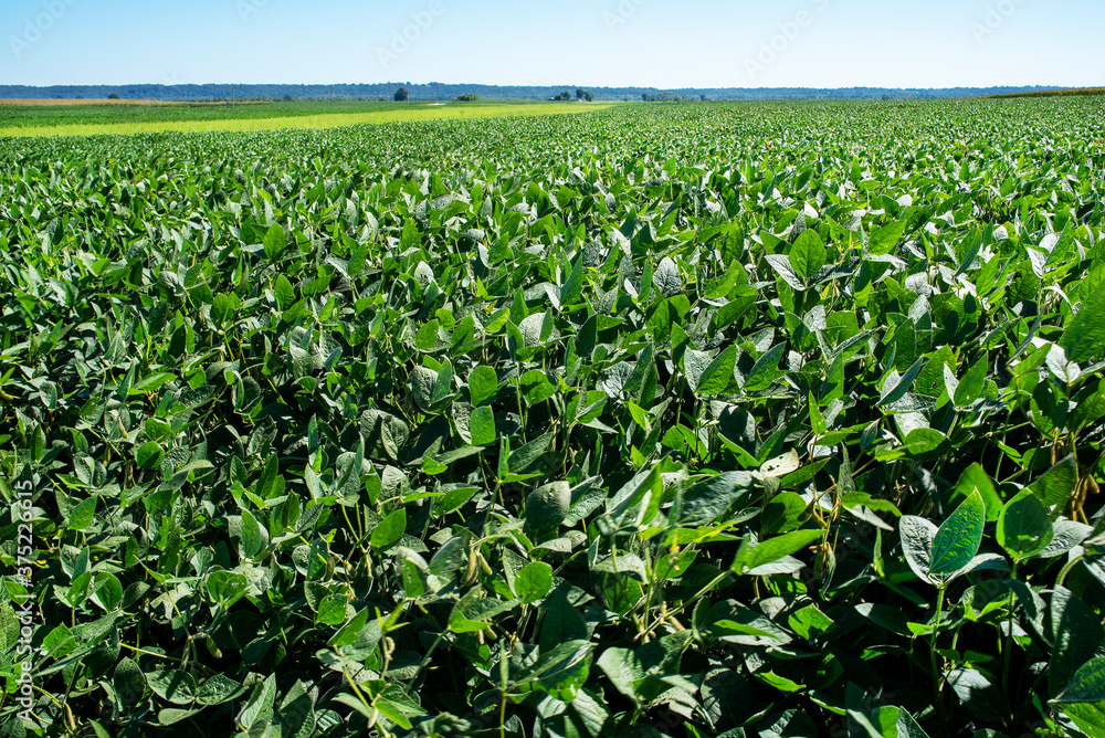 Large soybean plant agricultural field in rural country, sunny summer day, view low to ground