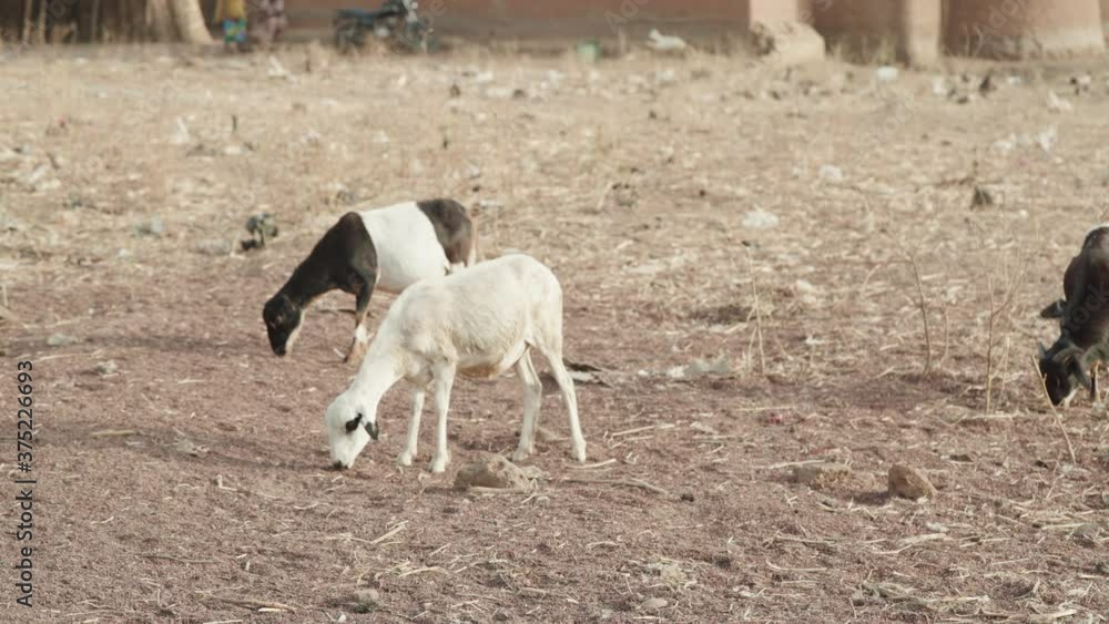 Two sheep and a goat eating from on dry field. Medium close. Static. Two sheep and a goat eating from on dry field. Medium close. Static.
