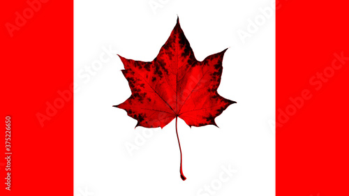 Flag Canada. Maple red leaf - symbol on canadian flad isolated white background. Patriotic background Canada day - white flag & red maple leaf. Canada flag - country in northern part of North America photo