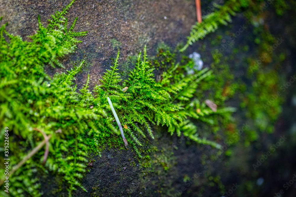 moss on a tree
moss on a tree