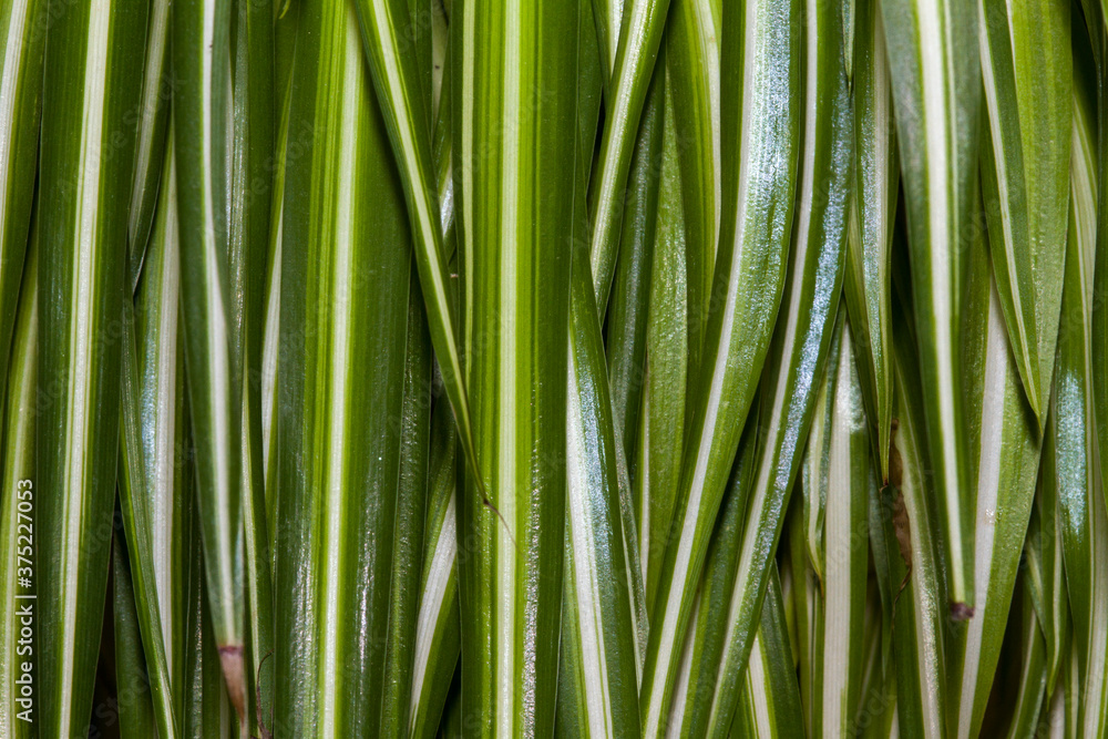 feuille tombante plante verte jardinerie feuille tombante plante verte jardinerie