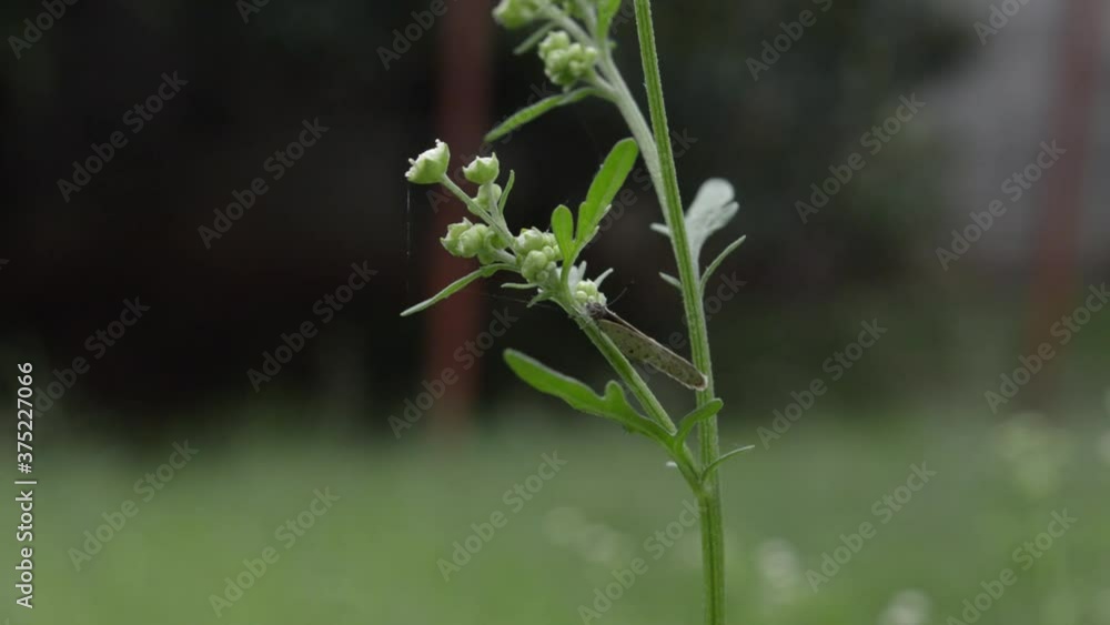 Gray butterfly on green plant with white flowers Gray butterfly on green plant with white flowers