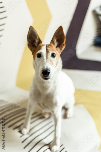 Smooth fox terrier sitting on the couch