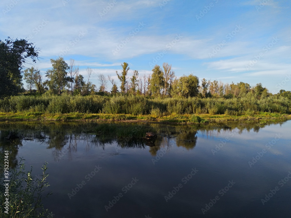 reflection of trees in water reflection of trees in water
