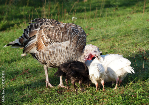 Turkey with a family of chicks feeds on the lawn