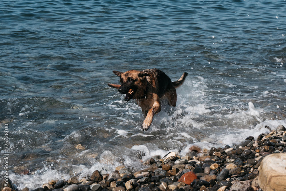 The dog bathes in a clear pond and brings a branch. A red-and-black German shepherd is swimming in the sea and playing with a stick. The dog bathes in a clear pond and brings a branch. A red-and-black German shepherd is swimming in the sea and playing with a stick.