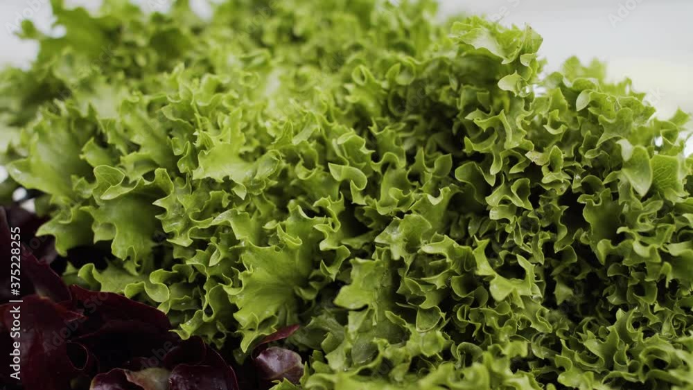 Lettuce in a barn on a farm Lettuce in a barn on a farm
