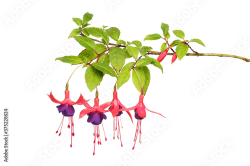 Fuschia flowers and foliage