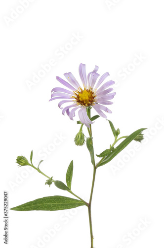 Michaelmas daisy flower