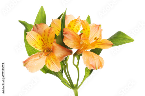 Orange and yellow alstromeria