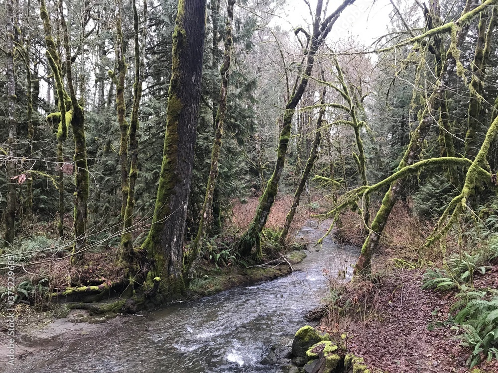 Fototapeta premium Wald auf Vancouver Island, Kanada