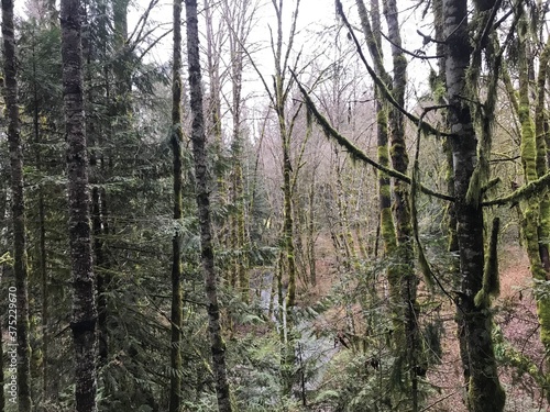 Wald auf Vancouver Island  Kanada