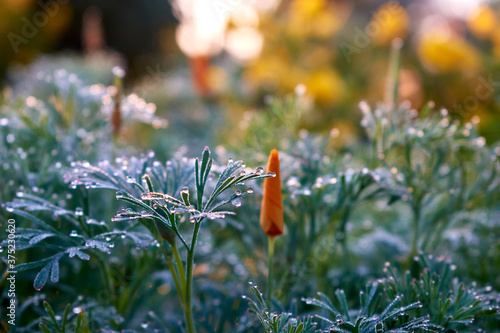 Californian poppies in the meadow early in the morning. Eschscholzia californica