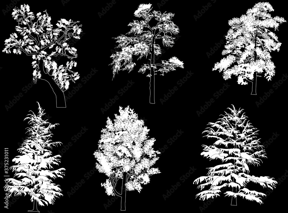 Fototapeta premium six pine and fir silhouettes isolated on black