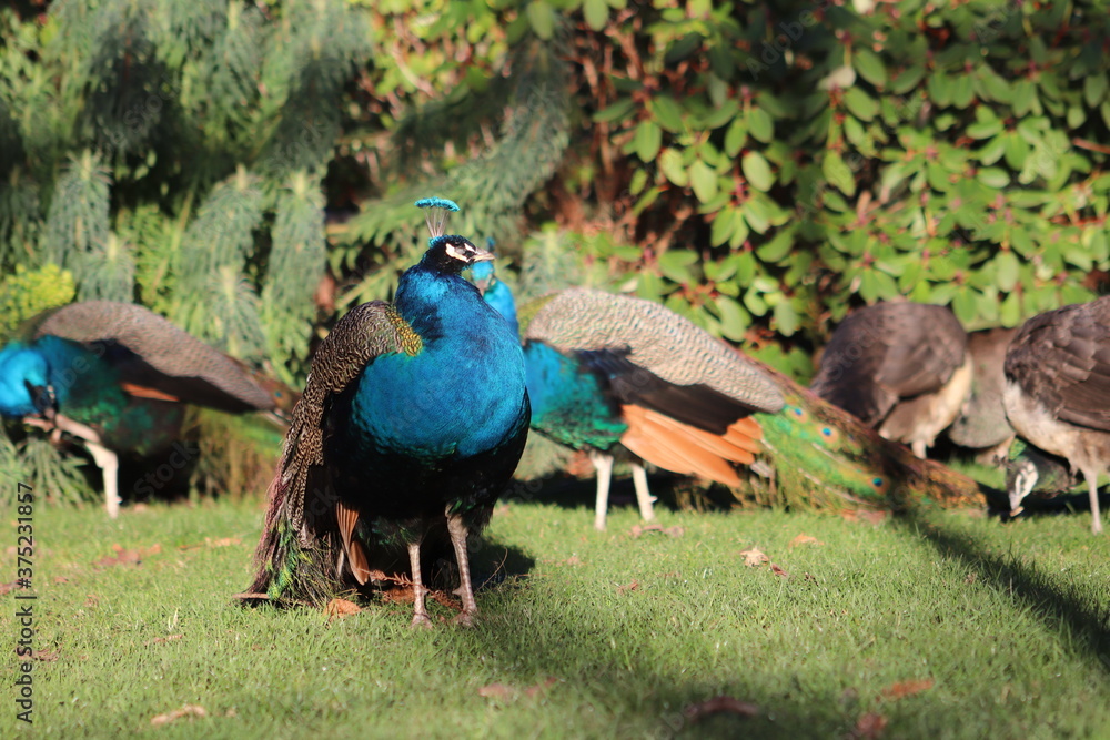 Obraz premium Wilder Pfau im Beacon Hill Park in Victoria, Vancouver Island