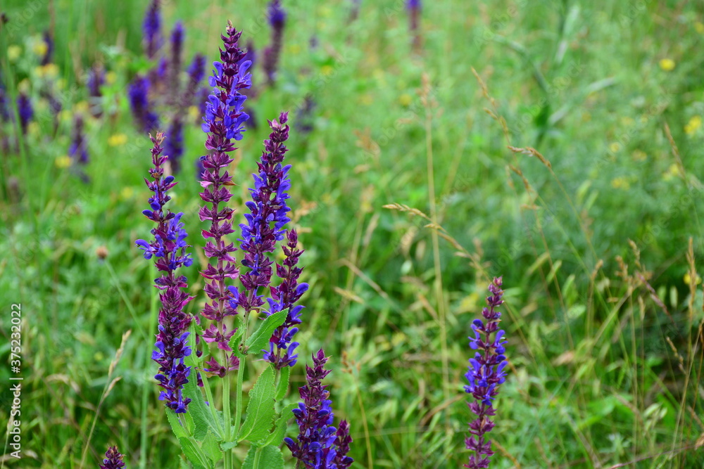 Obraz premium This terrestrial part of sage (Salvia tesquicola) is popular in folk medicine.
