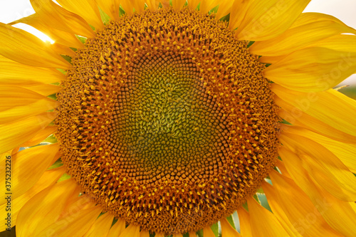Sunflower natural background, blooming, Sunflower oil improves skin health and promote cell regeneration