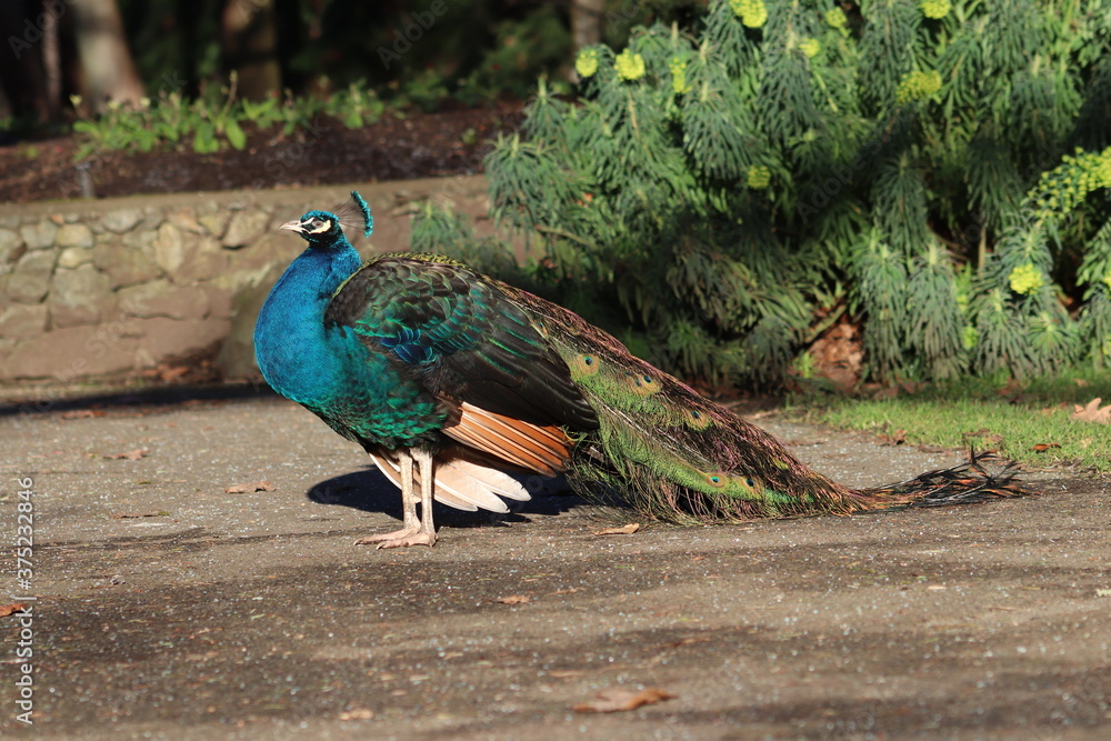Wilder Pfau im Beacon Hill Park in Victoria, Vancouver Island Wilder Pfau im Beacon Hill Park in Victoria, Vancouver Island