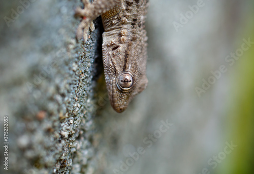 Tarentola mauritanica, gekko photo