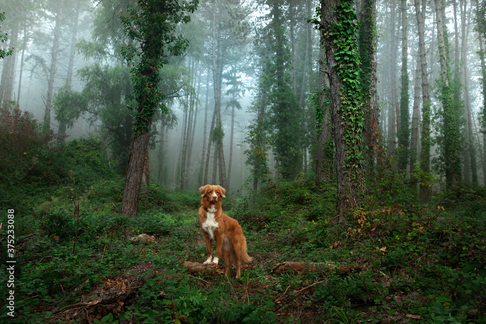 dog in foggy forest. Nova Scotia Duck Tolling Retriever in nature. pet in forest