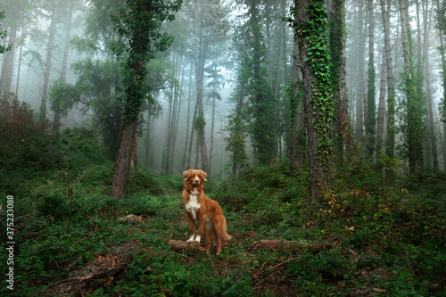 dog in foggy forest. Nova Scotia Duck Tolling Retriever in nature. pet in forest