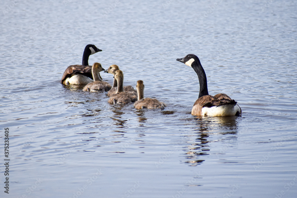 A family of geese and their goslings. A family of geese and their goslings.
