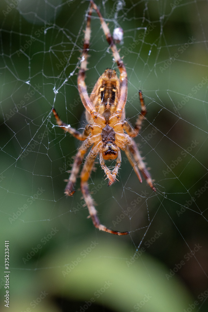 Araneus Diadematus
A European Garden Spider Araneus Diadematus
A European Garden Spider