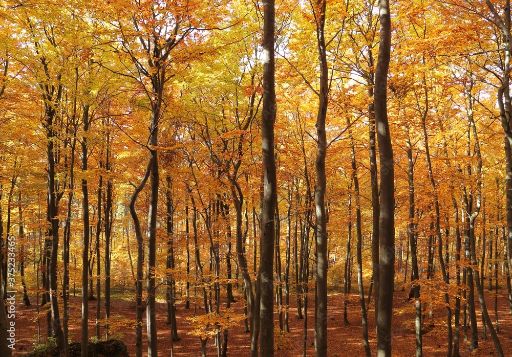 Autumn forest.