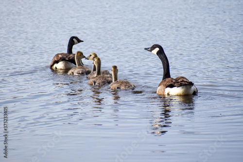 A family of geese and their goslings.  
