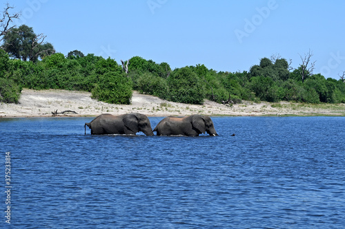Chobe River: elephant familiy passing the river