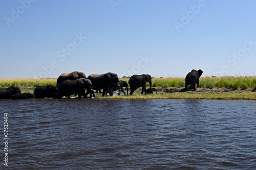 Chobe River  elephant familiy passing the river