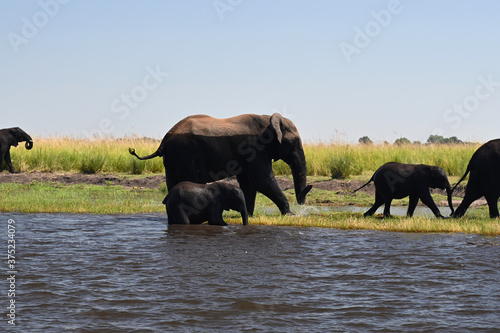 Chobe River  elephant familiy passing the river