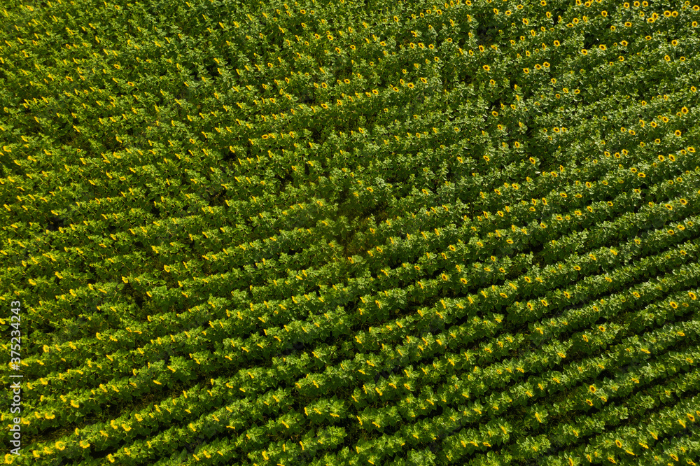 Field with blooming sunflowers. Aerial view. Outdoor. High quality photo Field with blooming sunflowers. Aerial view. Outdoor. High quality photo