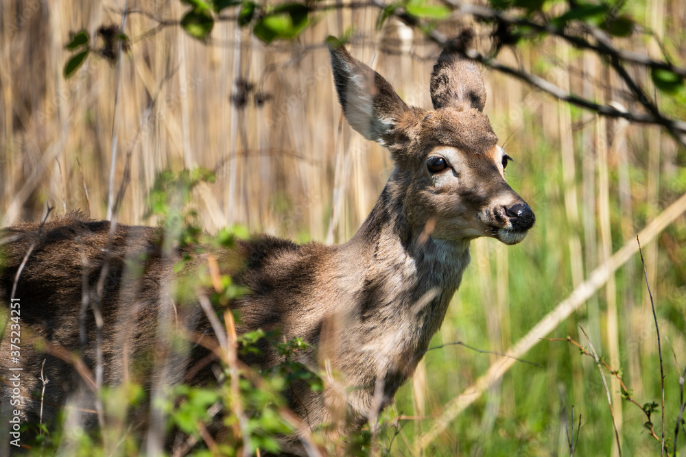 Fototapeta premium White-tailed deer curious of hikers on a park trail