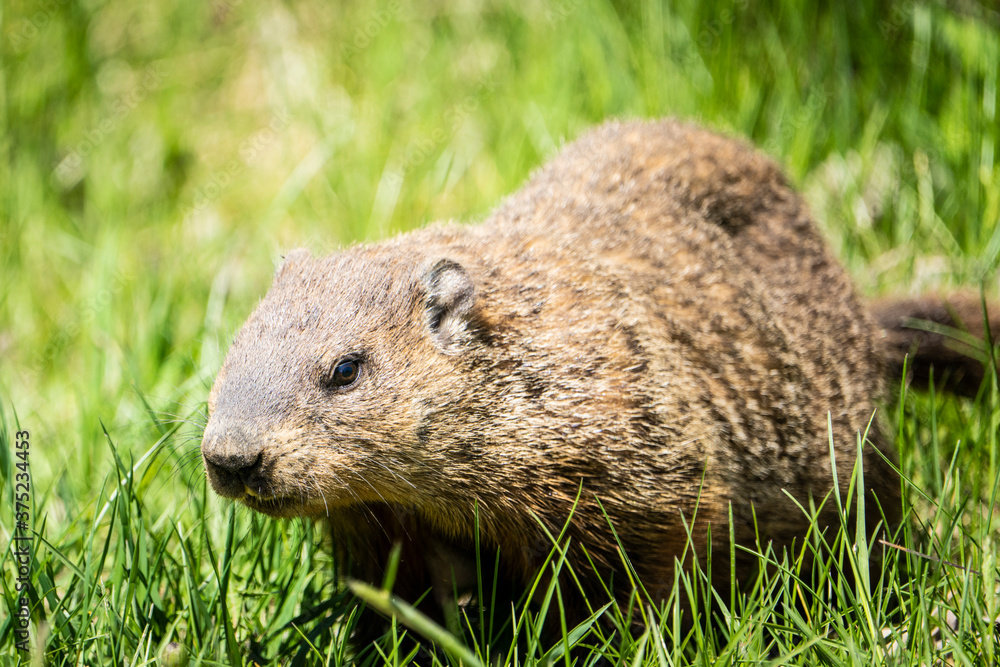 Groundhog foraging for food in the grass Groundhog foraging for food in the grass
