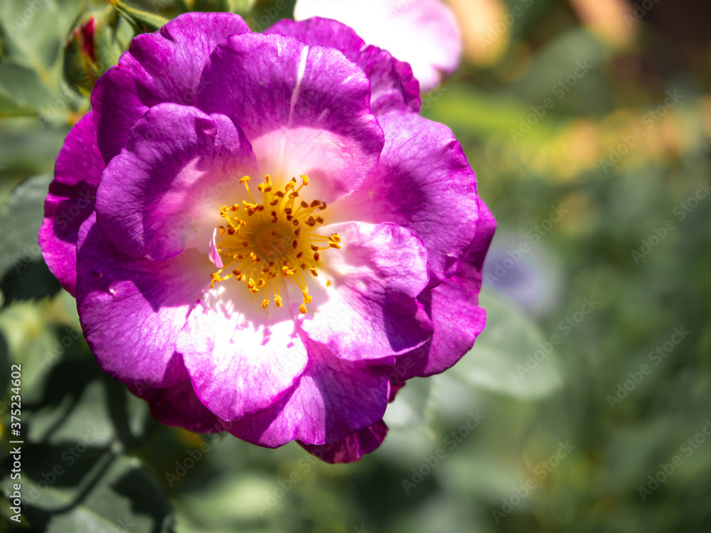 fresh purple and white rose flower in garden in summer fresh purple and white rose flower in garden in summer