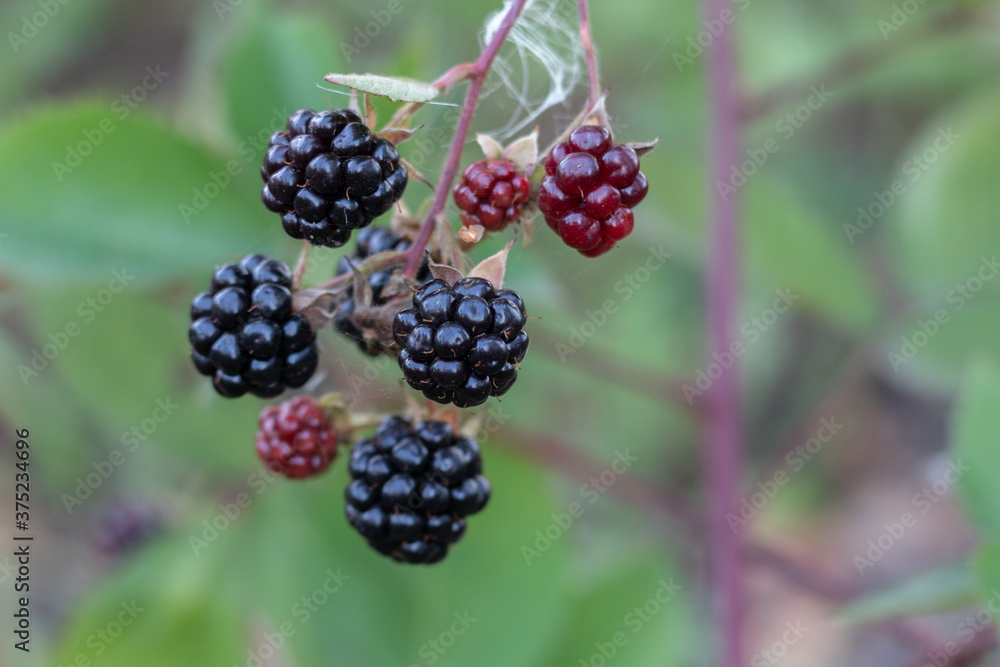 bunch of blackberry growing on the bush bunch of blackberry growing on the bush