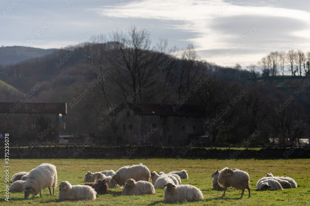 Fototapeta premium Descanso