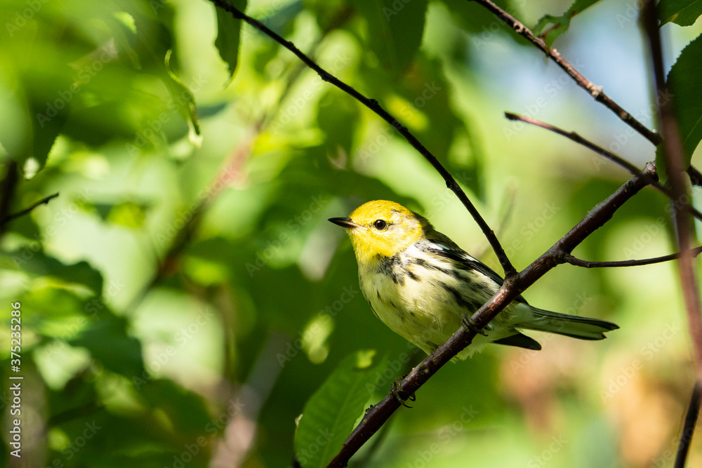 Black-throated Green Warbler foraging for food in the forest